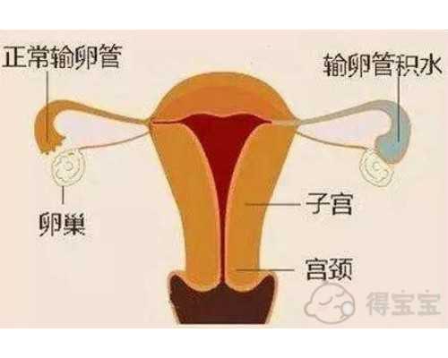 不備孕懷孕的幾率大嗎（懷孕過程）